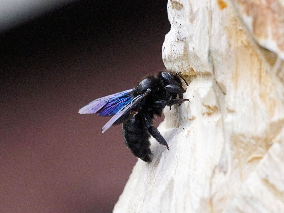 Featured image - Top Facts about Carpenter Bees a How to Deal with Them