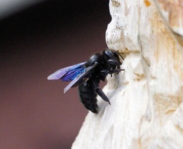 Featured image - Top Facts about Carpenter Bees a How to Deal with Them