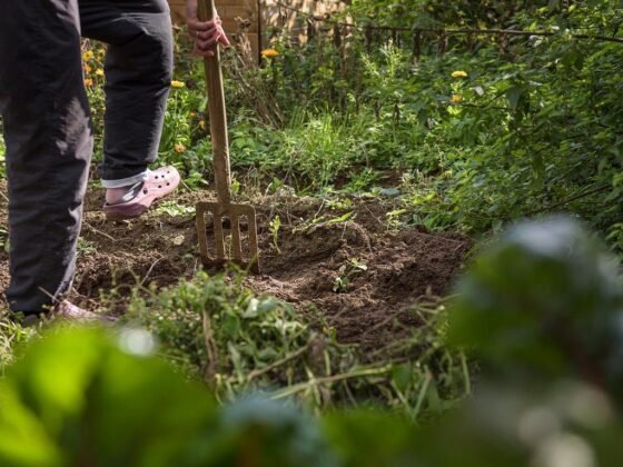 Featured image - 7 Common Mistakes Most of the Gardeners Make