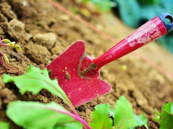 Featured image - How to Fall in Love with Gardening
