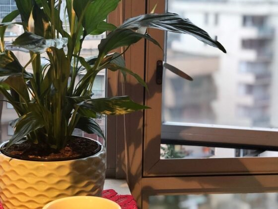 Featured image - Indoor Plants to Improve Air Quality at Home