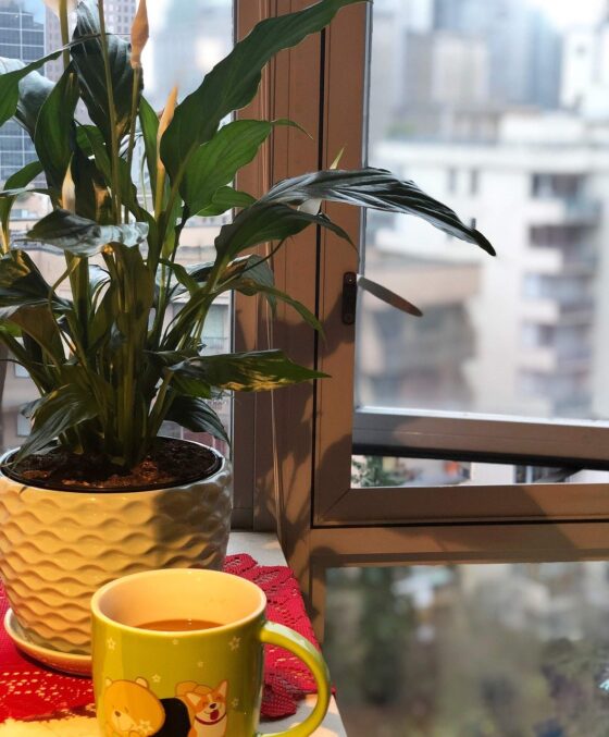Featured image - Indoor Plants to Improve Air Quality at Home