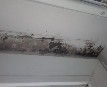 featured image - 5 Steps to Get Rid of Mold from Your Home