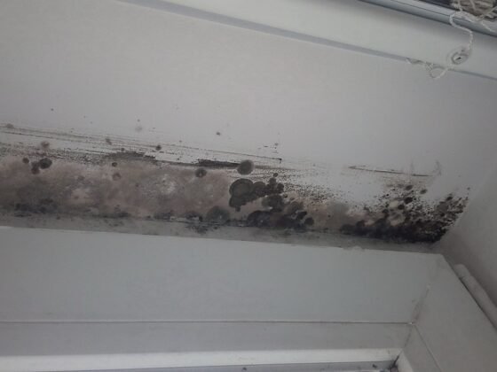 featured image - 5 Steps to Get Rid of Mold from Your Home