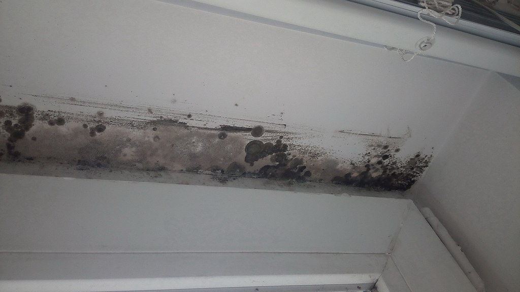 image - 5 Steps to Get Rid of Mold from Your Home