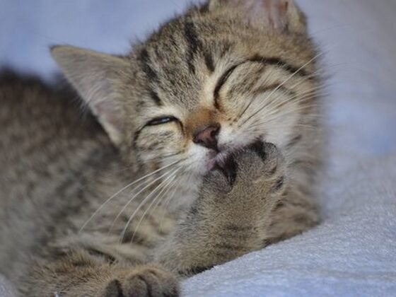 featured image - 6 Tips for a Clean House with Pets