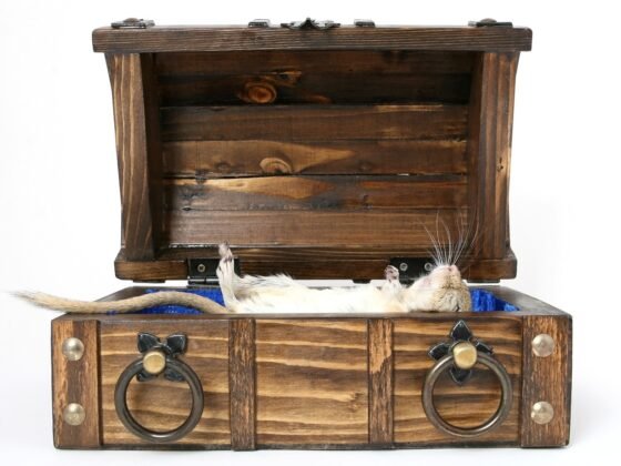 featured image - Ask These Questions Before Choosing an Exterminator in San Antonio