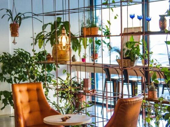 featured image - Best Plants for Your Living Room