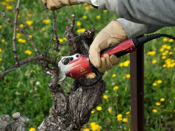 Featured image - Benefits of Doing Gardening with Power Tools