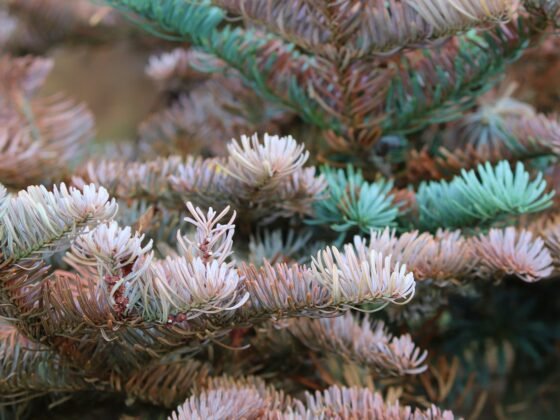 featured image - How to Tell if a Tree Is Dying A Guide for Homeowners