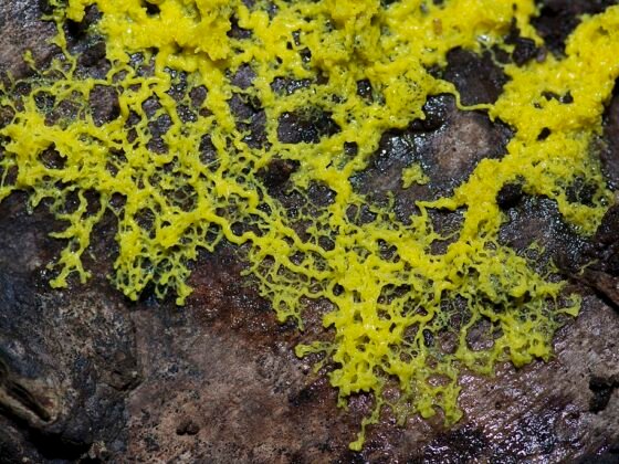 featured image - Mold and Moisture Control A Guide for Homeowners