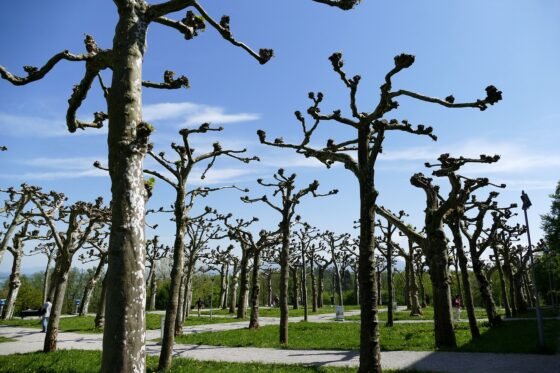 featured image - Tree Care Tips This Is How to Prune A Tree the Right Way