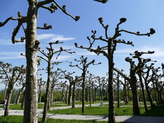 featured image - Tree Care Tips This Is How to Prune A Tree the Right Way