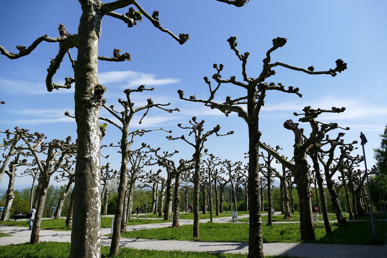 Tree Care Tips This Is How to Prune A Tree the Right Way image - Tree Care Tips This Is How to Prune A Tree the Right Way
