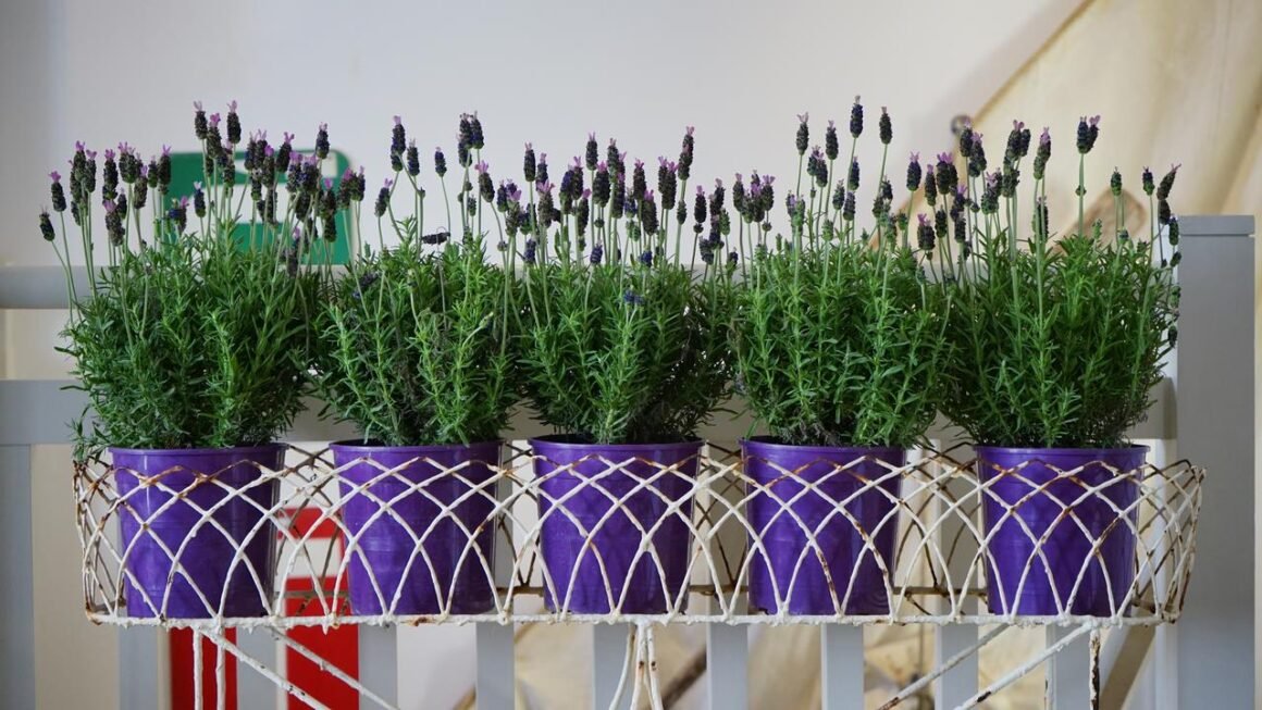 featured image - What's Best for Indoor Plants Plastic, Ceramic, or Fiberglass Planters