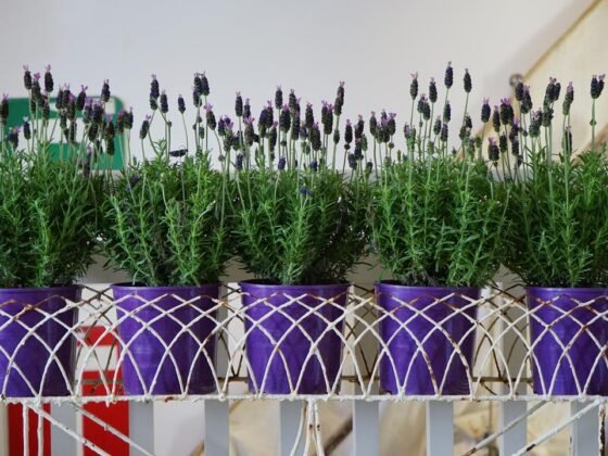 featured image - What's Best for Indoor Plants Plastic, Ceramic, or Fiberglass Planters