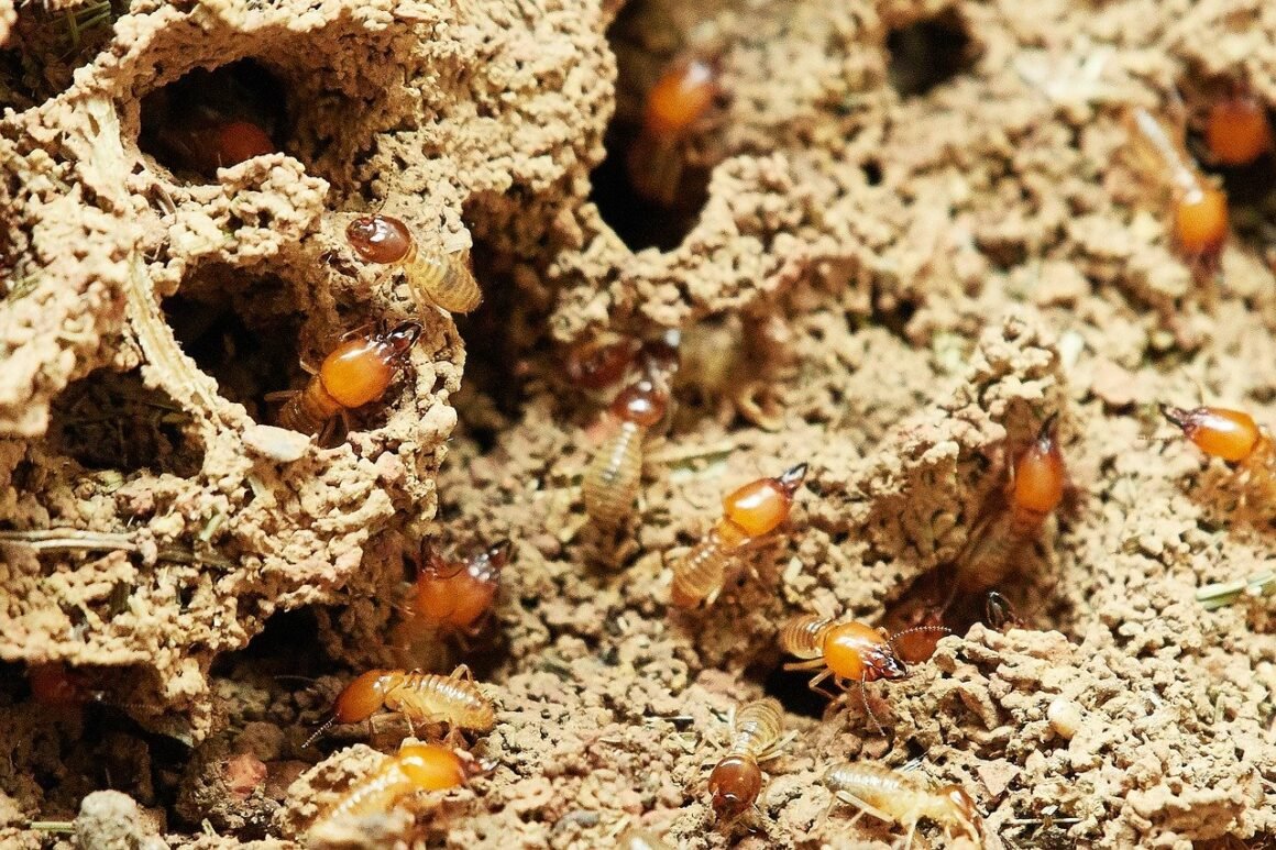 Featured image - 4 Signs Your Home Is Crawling With Termites