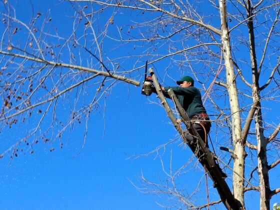 Featured image - 5 Reasons to Hire a Tree Service Company for Backyard