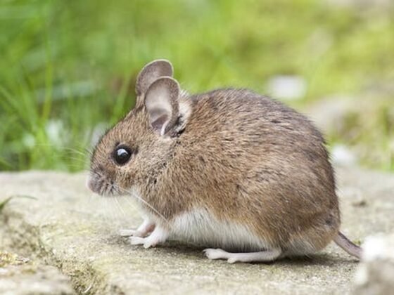 featured image - Good Reasons to Choose Pest Control Services