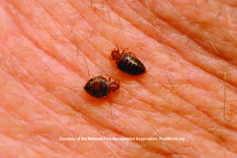 image - Signs and Symptoms of Bed Bugs