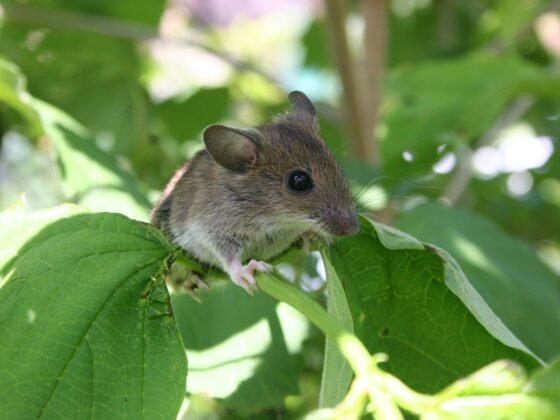 featured image - Ultrasonic Pest Repellers Do They Actually Work or Are They Nothing More Than Snake Oil