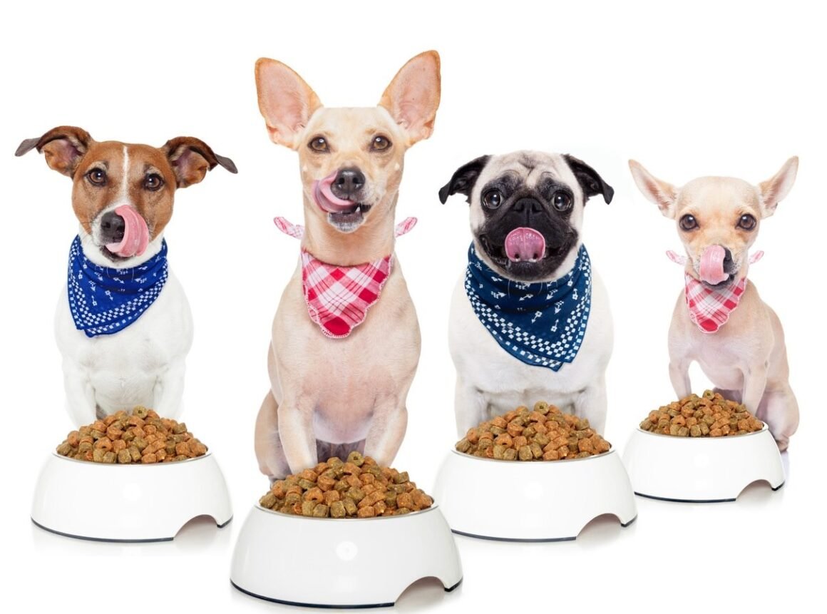 Featured image - What Is Your Dog Feeding Schedule Be Like