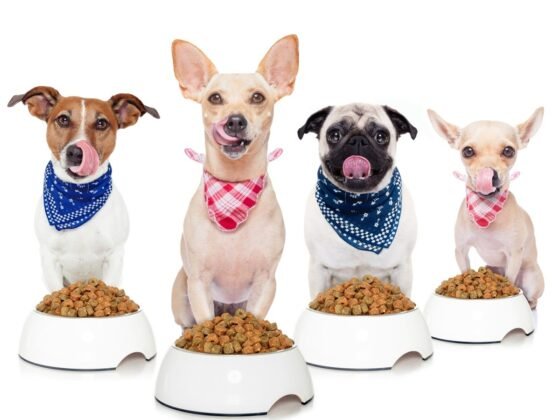 Featured image - What Is Your Dog Feeding Schedule Be Like
