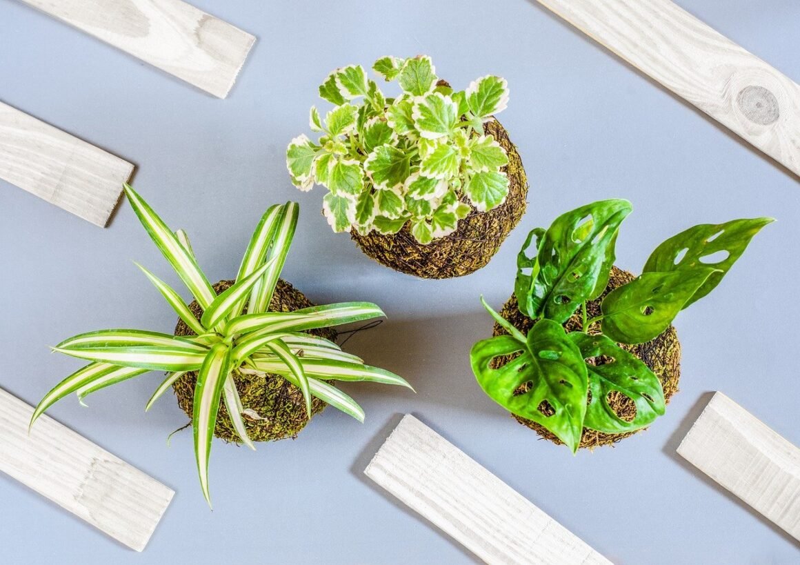 Featured image - Best Low-Maintenance Houseplants for Newbies