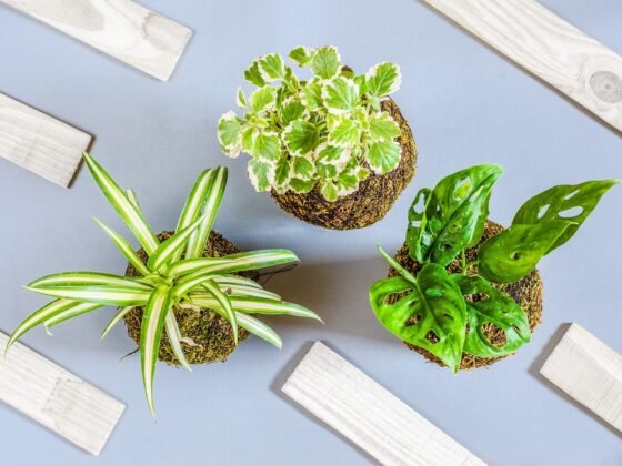 Featured image - Best Low-Maintenance Houseplants for Newbies