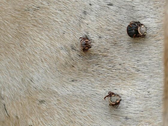 Featured image - Find Out Which Insects Are Toxic to Your Pets