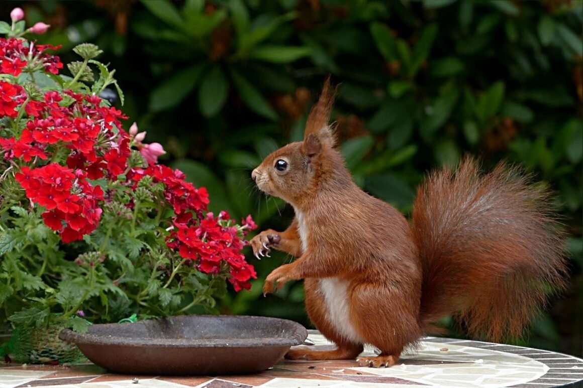featured image - 5 Tips to Keep Your Backyard Squirrel-Free This Spring