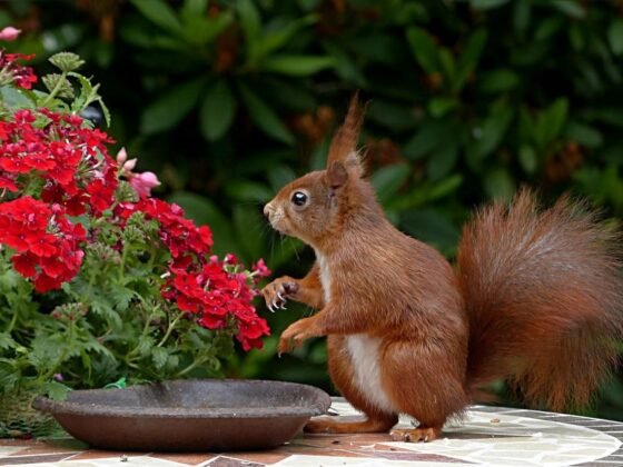 featured image - 5 Tips to Keep Your Backyard Squirrel-Free This Spring