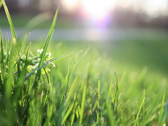featured image - 5 Ways to Get Your Lawn Ready for Spring