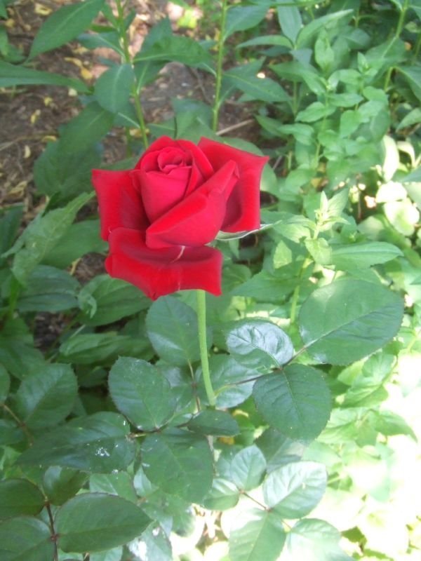 Do You Have a Black Thumb Essential Garden Information and Tips for Thriving Plants image - Do You Have a Black Thumb Essential Garden Information and Tips for Thriving Plants