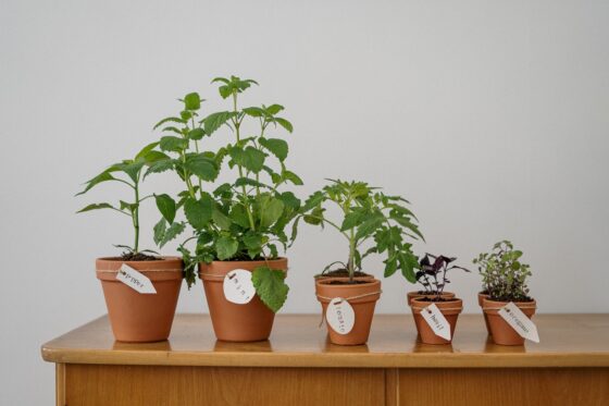 Featured image - Grow Your Food: 5 Easy-To-Grow Edible Plants to Cultivate at Home