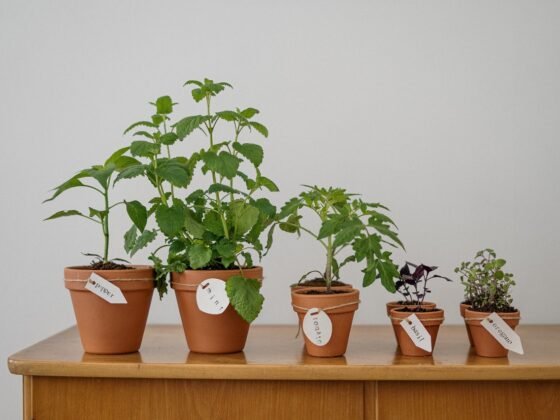 Featured image - Grow Your Food: 5 Easy-To-Grow Edible Plants to Cultivate at Home