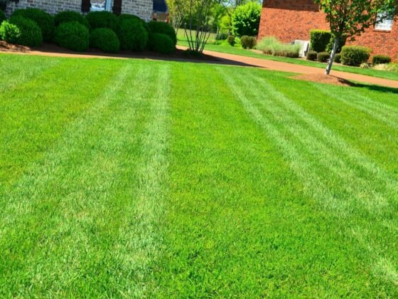 featured image - How Can I Make My Lawn Look Good Without Grass
