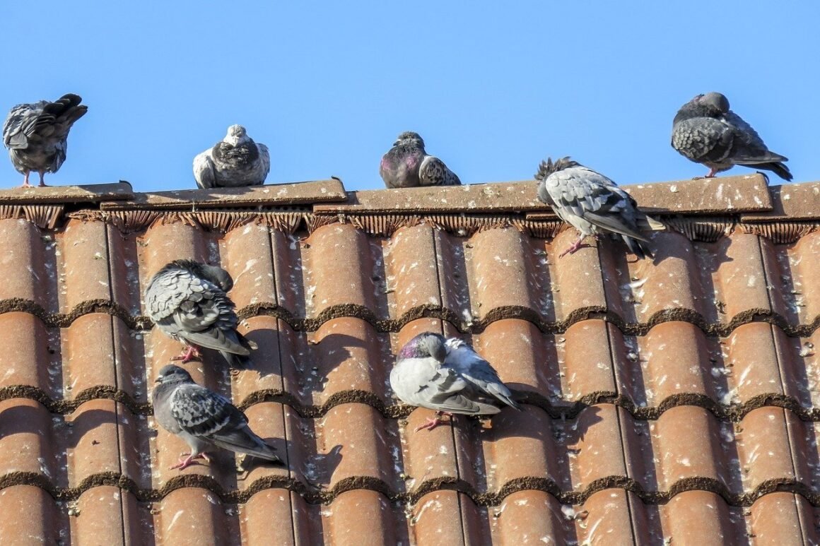 How Do You Stop Pigeons from Pooping on Your Roof?