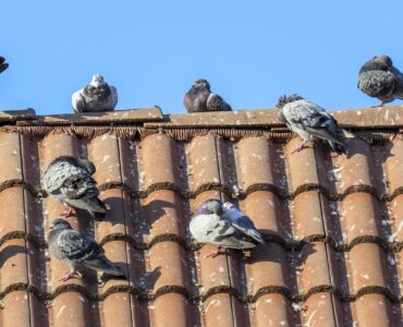 featured image - How Do You Stop Pigeons from Pooping on Your Roof