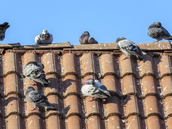 featured image - How Do You Stop Pigeons from Pooping on Your Roof