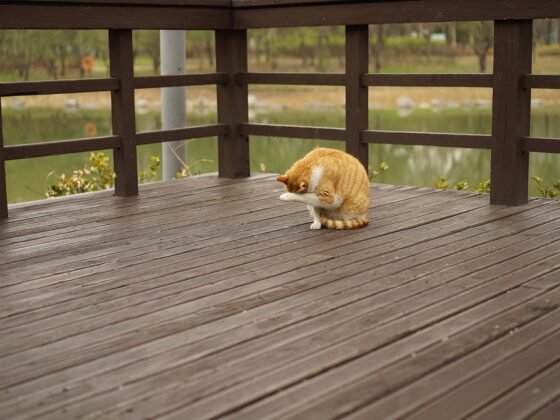 featured image - How Much Does It Cost to Install a Deck