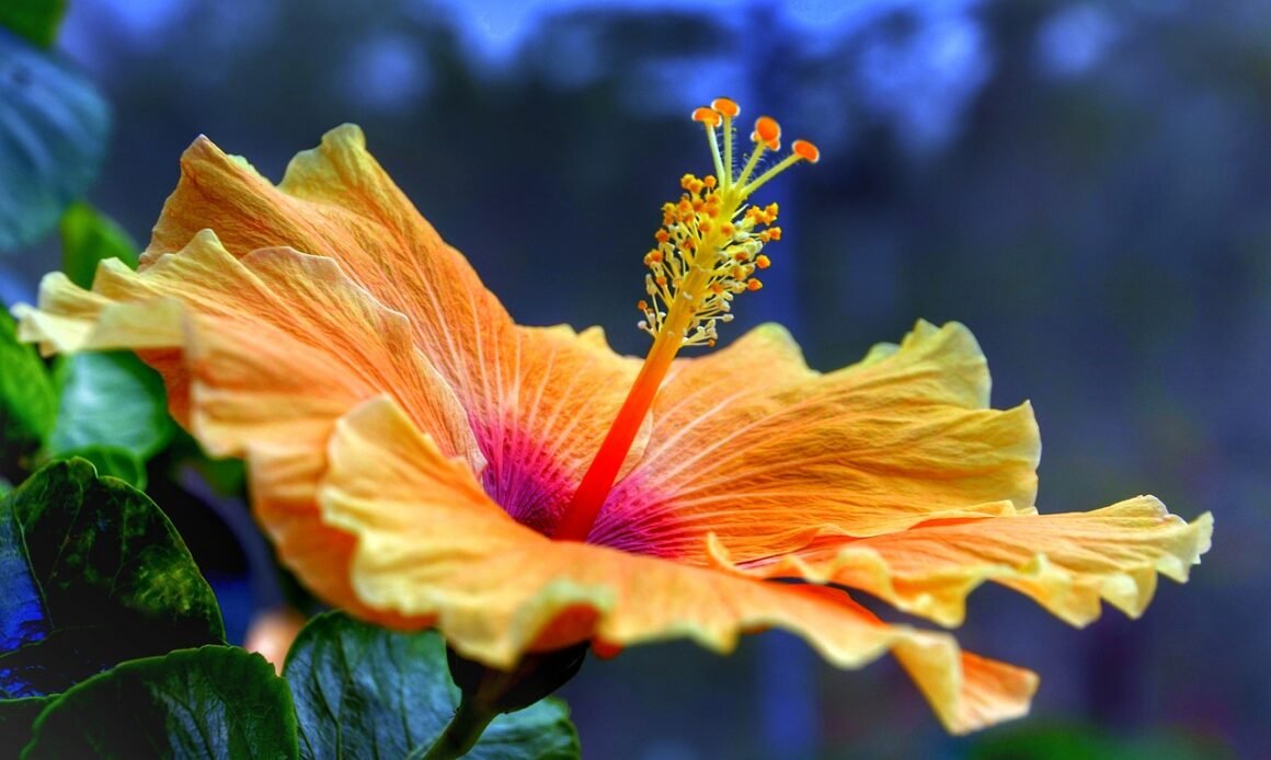 featured image - How to Care for Your Hibiscus Tree