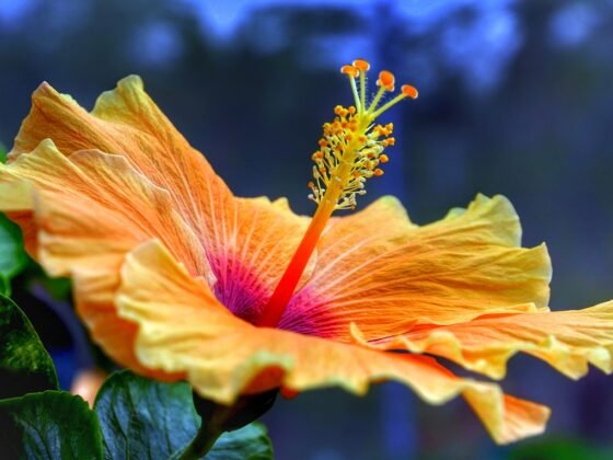 featured image - How to Care for Your Hibiscus Tree