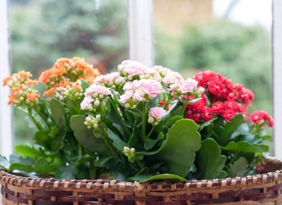 featured image - Kalanchoe Guide 101- Learning How to Grow and Maintain This Houseplant