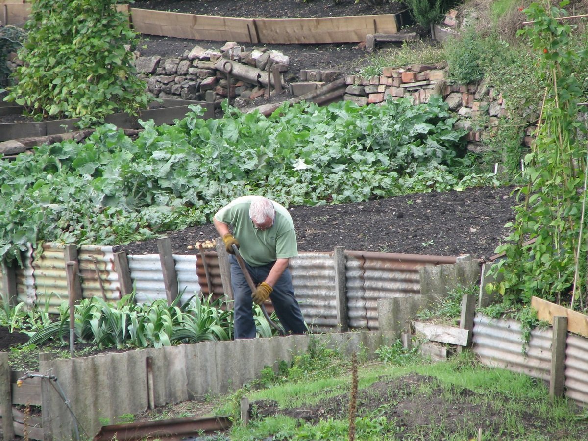 Organic Lawn Care Tips to Try This Year image - Organic Lawn Care Tips to Try This Year