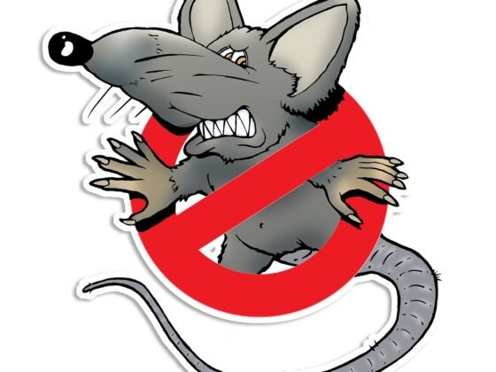 featured image - Top 5 Pest Control Tips for Homeowners