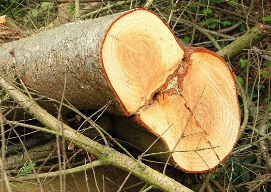 featured image - Tricky Green Ethics When to Cut Down a Tree