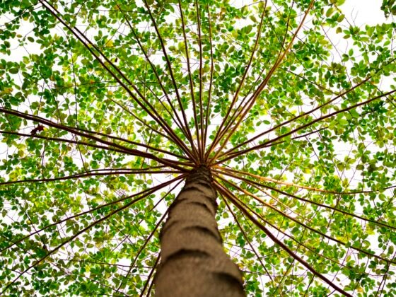 featured image - Tips for Getting the Best Tree Service