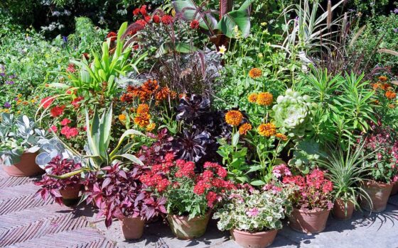 Featured image - 15 Container Plants for Shade Porch That You Don't Know