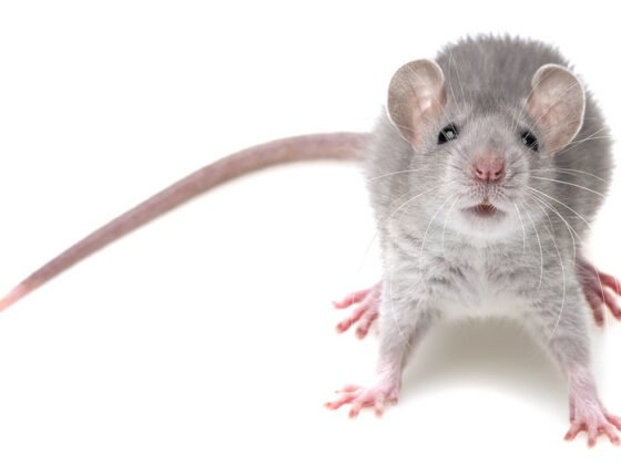 featured image - Four Reasons You Should Not Put Off Rodent Control